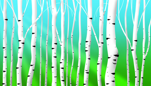 abstract birch stems background