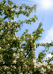 Fototapeta na wymiar Spring. Blossoming apple-tree