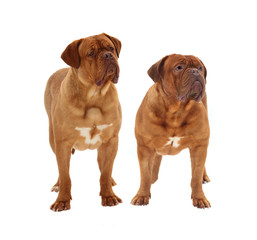 Two mastiffs on a white background.