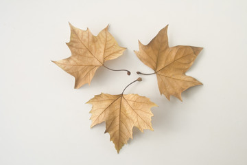 leaf on the white background