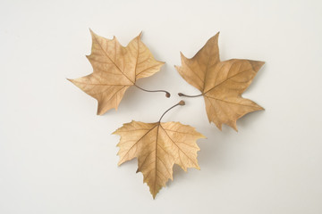 Naklejka na ściany i meble leaf on the white background