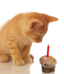 kitten celebrating birthday - kitten looking at cupcake