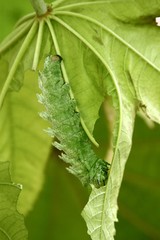 Raupe des Atlasspinners