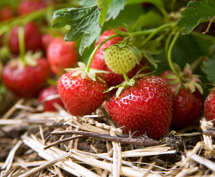 Closeup Of Fresh Organic Strawberries Growing On The Vine