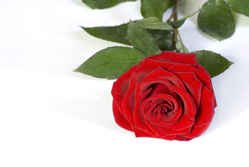 Fototapeta premium rose