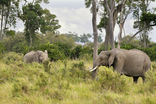 Fototapeta elephants   in Masai Mara