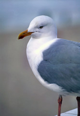 Portrait of a herring gull