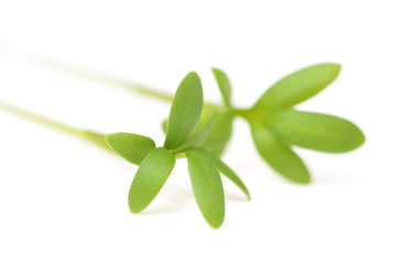 cress close-up