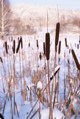 rush plant in snow field