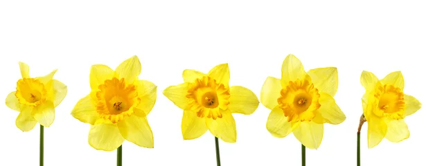 Tableaux ronds sur aluminium Narcisse Narcisse jaune