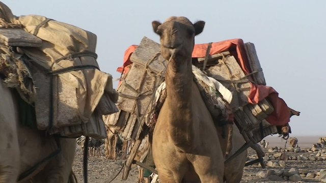 Salztransport in der Danakil Wüste, Äthiopien