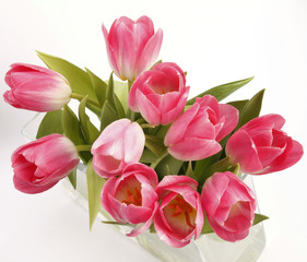 pink tulips © Beat Bieler