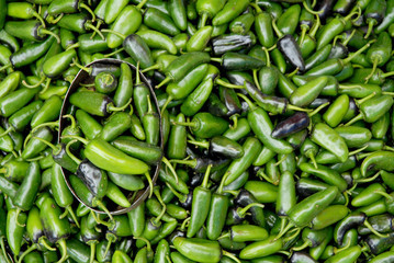 Chile negro de la sierra. México.