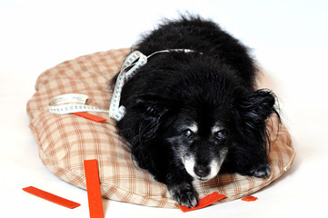 Ernährung Hund Dick