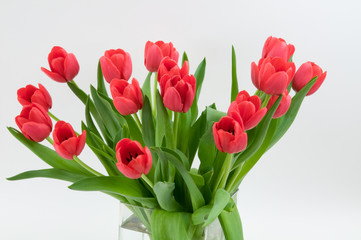 Rote Tulpen