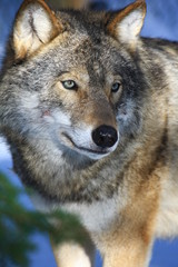 Naklejka premium Wolf in Schweden