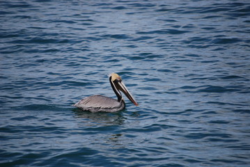 Pelican Floating