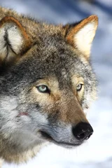 Crédence de cuisine en verre imprimé Loup wolf