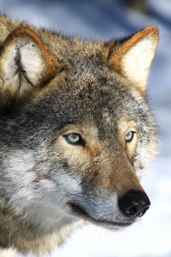 wolf