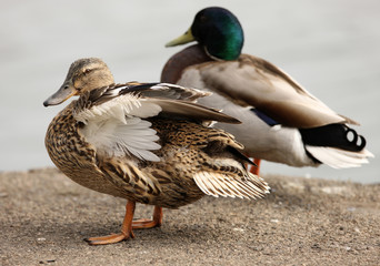 Female Mallard Duck