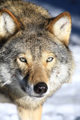 Wolf in Schweden