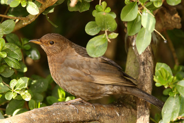 Portrait of a female Blackbird