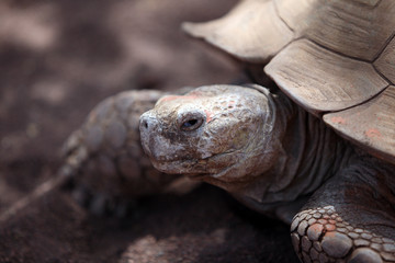 Obraz premium turtle