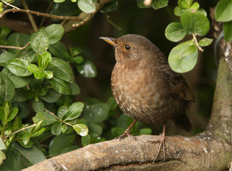Female Blackbird