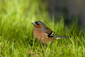 Fringilla coelebs, Chaffinch