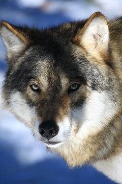 wolf