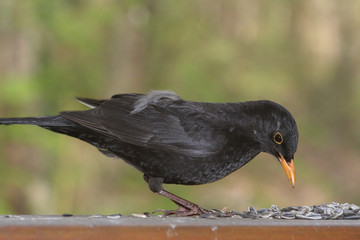 Amsel