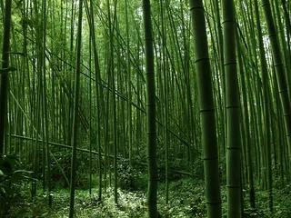 Deurstickers Bamboo Bos © Tracey Kimmeskamp