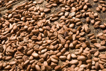 Semillas de cacao secándose al sol. Tabasco, México.