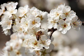 I fiori del pruno con ape 7