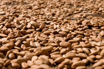 Semillas de cacao secándose al sol. Tabasco, México.