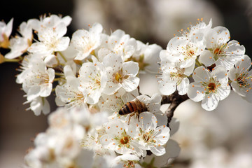 I fiori del pruno con ape 30