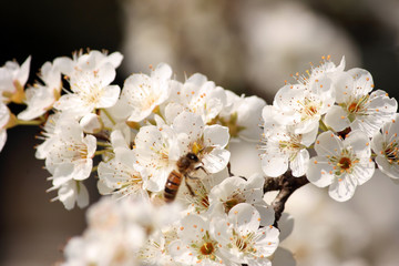 I fiori del pruno con ape 31