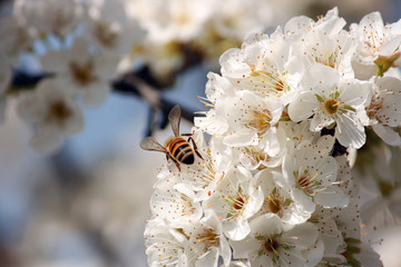 I fiori del pruno con ape 32