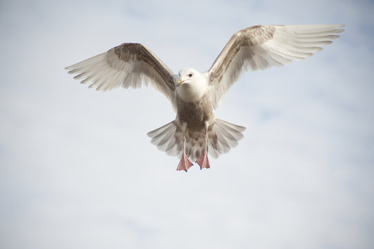 Hovering seagull