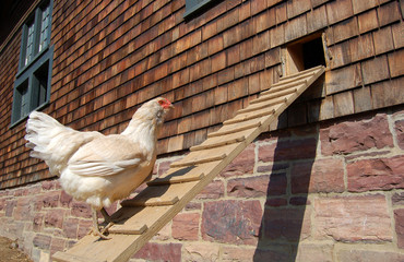 Chicken ramp