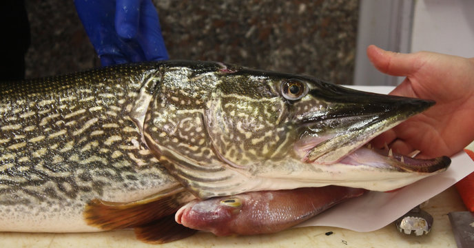 Testa di Pesce Luccio