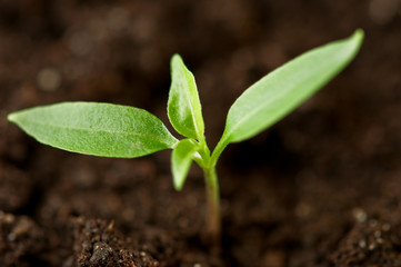 plant