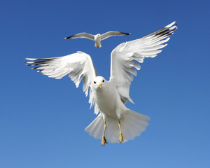 Sea Gulls Hovering