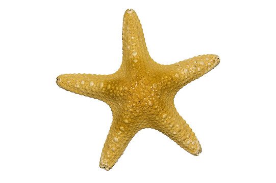 Isolated image of a starfish