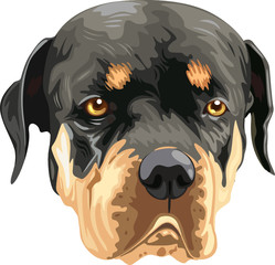Rottweiler dog