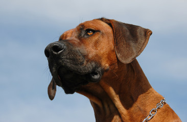 Rhod&eacute;sian Ridgeback