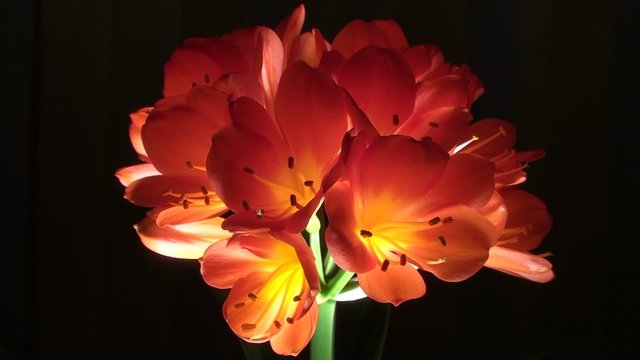 Red lily  in the wind