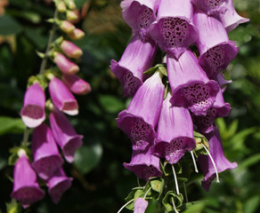 Purple Foxglove