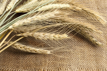 Bundle of the wheat ears on sack
