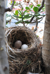 Bird's nest with two eggs inside in vertical